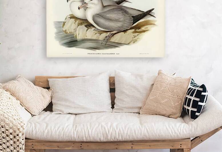 Southern Fulmar by History In Your Home