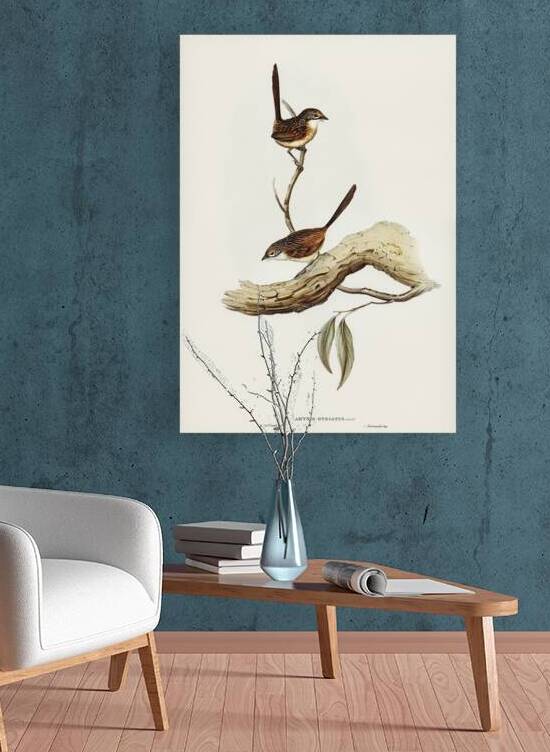 Striated Grasswren by History In Your Home