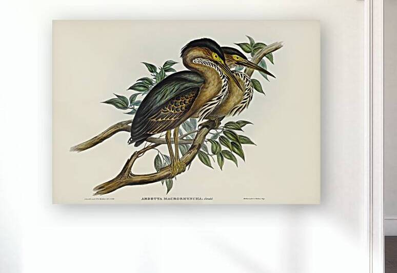Striated Heron by History In Your Home
