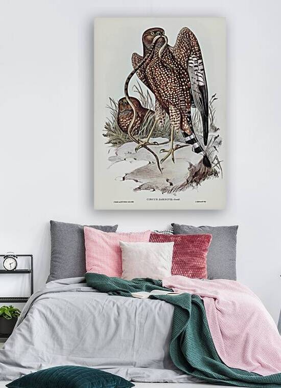 Spotted Harrier by History In Your Home