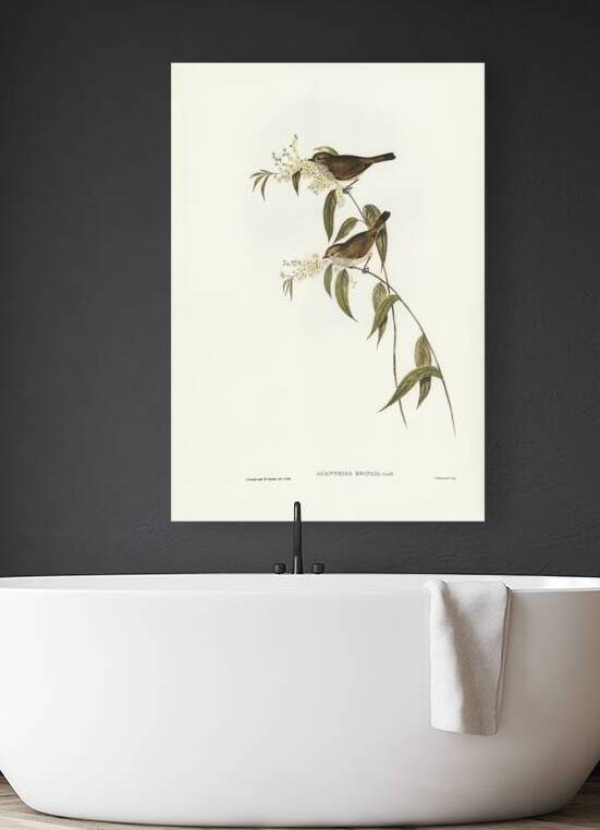 Tasmanian Thornbill by History In Your Home