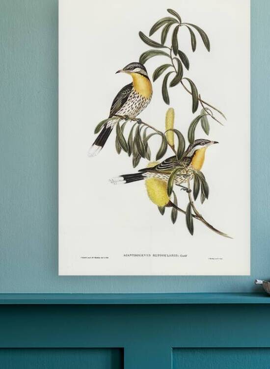Spiny Cheeked Honeyeater by History In Your Home