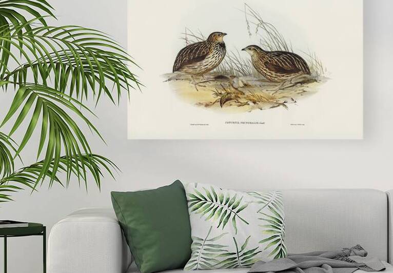 Stubble Quail by History In Your Home