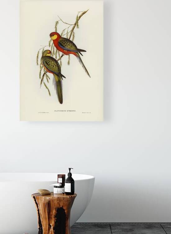Western Rosella by History In Your Home