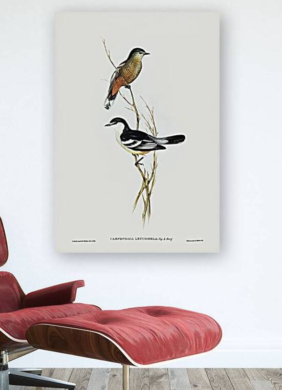 Varied Triller by History In Your Home