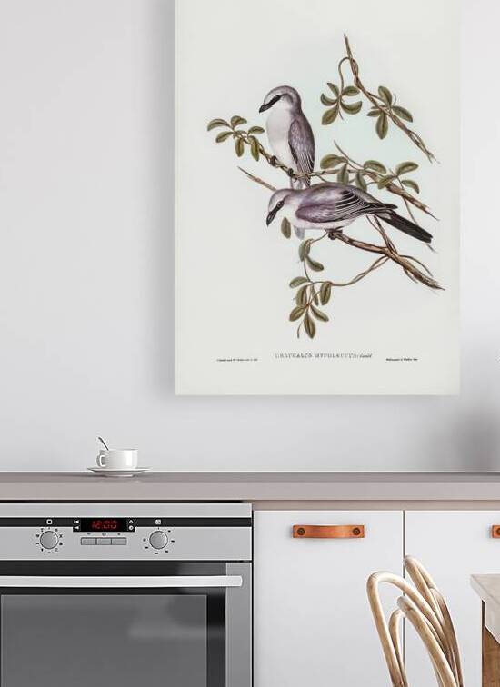 White Bellied Cuckooshrike 2 by History In Your Home