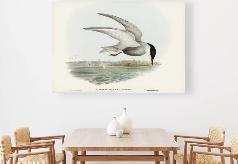 Whiskered Tern by History In Your Home
