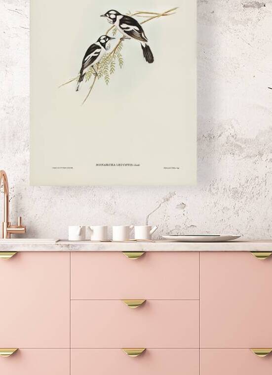 White Eared Monarch by History In Your Home