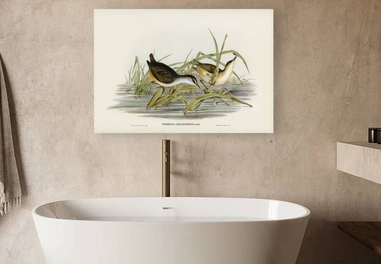 White Browed Crake by History In Your Home