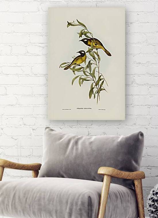 White Eared Honeyeater by History In Your Home