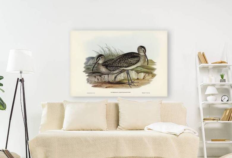 Whimbrel by History In Your Home