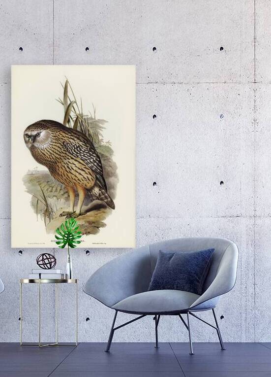 Whekau Laughing Owl by History In Your Home