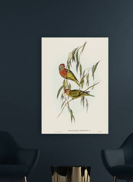 Varied Lorikeet by History In Your Home