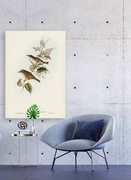 White Chested White Eye by History In Your Home
