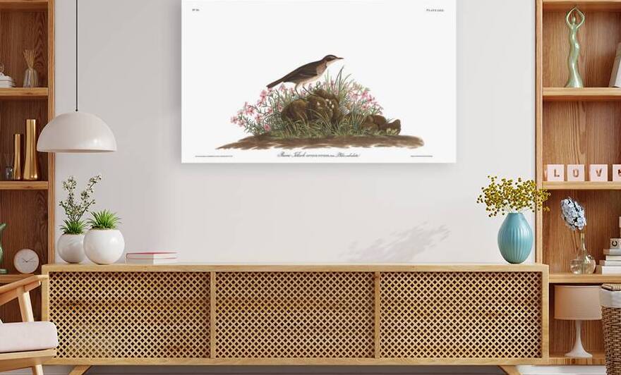 Plate 80 Prairie Titlark American Pipit by History In Your Home