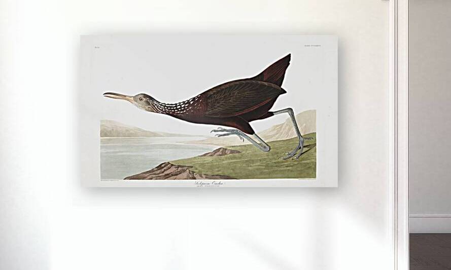 Plate 377 Scolopaceus Courlan Limpkin by History In Your Home