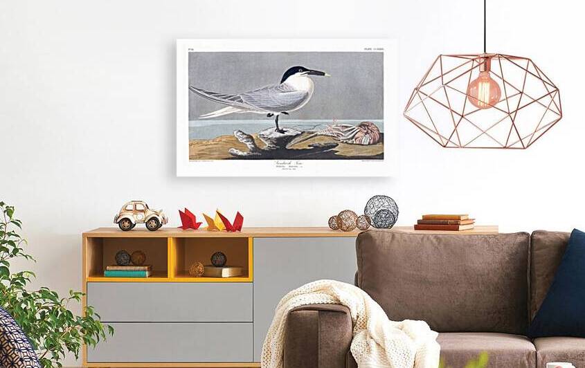 Plate 279 Sandwich Tern by History In Your Home
