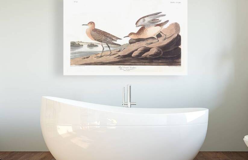 Plate 265 Buff Breasted Sandpiper Reproduction