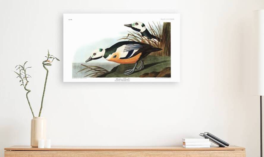 Plate 429 Western Duck Steller s Eider by History In Your Home