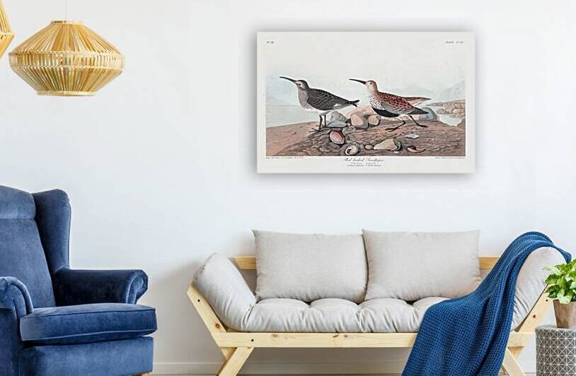 Plate 290 Red Backed Sandpiper Dunlin by History In Your Home