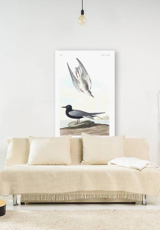Plate 280 Black Tern by History In Your Home