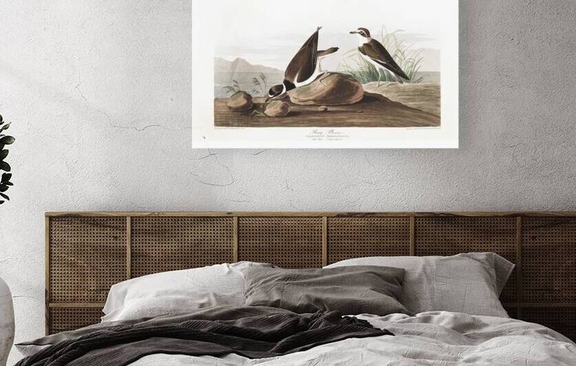 Plate 330 Common Ringed Plover by History In Your Home