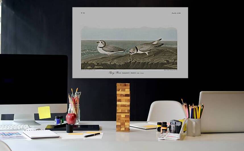 Plate 220 Piping Plover by History In Your Home