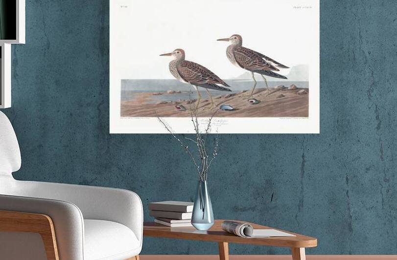 Plate 294 Pectoral Sandpiper by History In Your Home