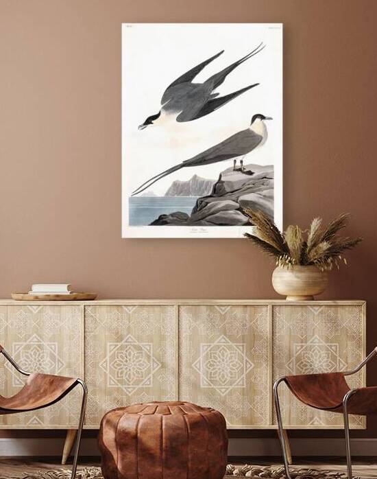 Plate 267 Long Tailed Arctic Jaeger by History In Your Home