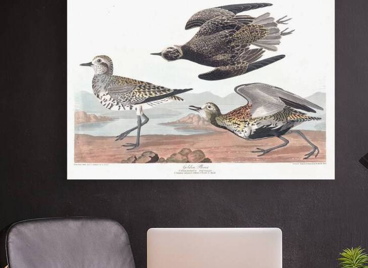 Plate 300 American Golden Plover by History In Your Home