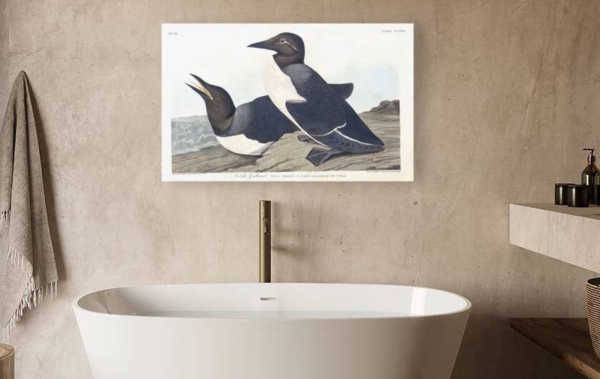 Plate 218 Foolish Guillemot Common Murre by History In Your Home