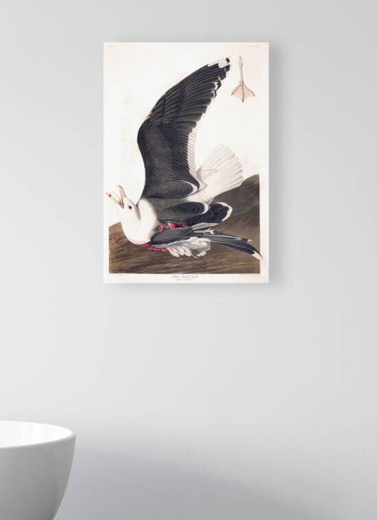 Plate 241 Great Black Backed Gull by History In Your Home
