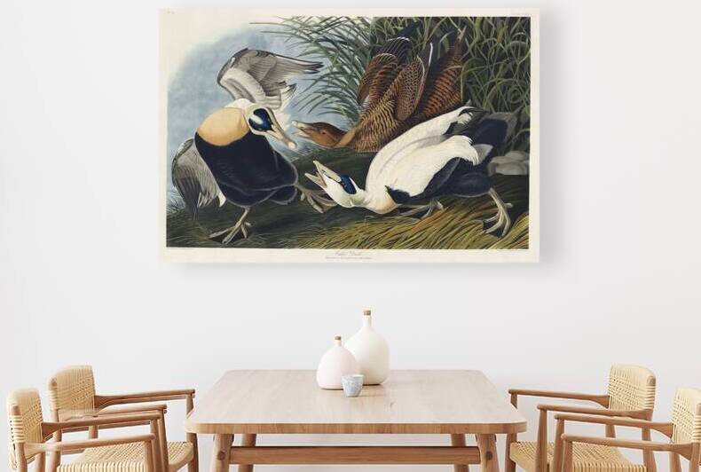 Plate 246 Common Eider Duck by History In Your Home