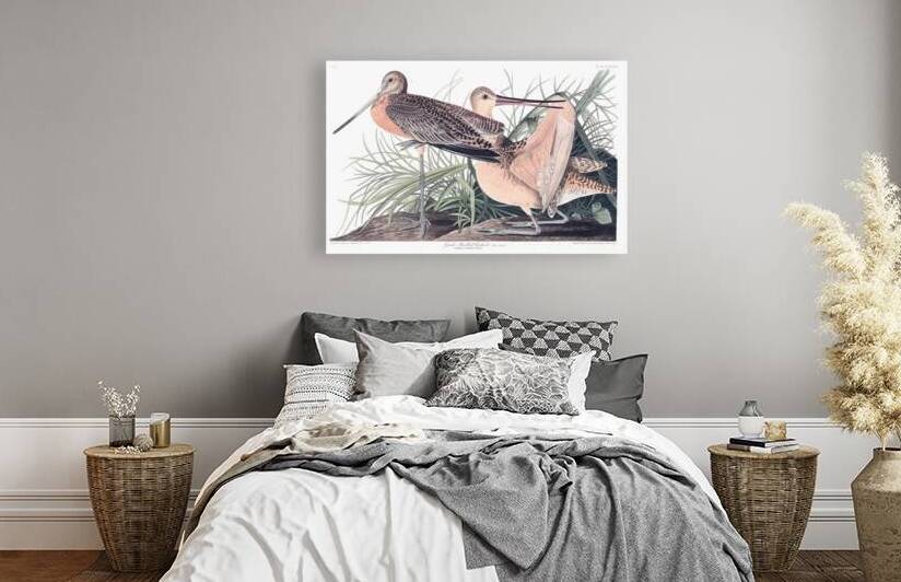 Plate 238 Great Marbled Godwit Marbled Godwit by History In Your Home