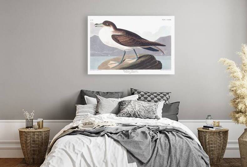 Plate 283 Great Wandering Shearwater by History In Your Home