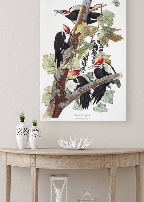 Plate 111 Pileated Woodpecker by History In Your Home