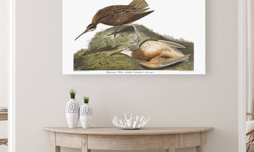 Plate 208 Esquimaux Curlew Eskimo Curlew by History In Your Home