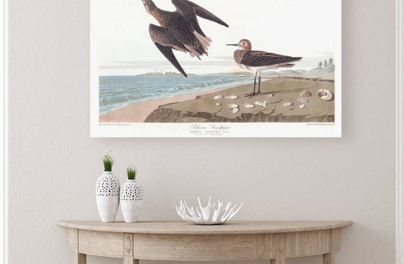 Plate 278 White Rumped Sandpiper by History In Your Home