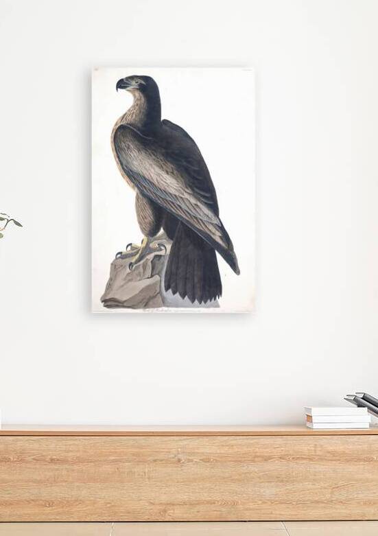 Plate 11 Bird of Washington by History In Your Home