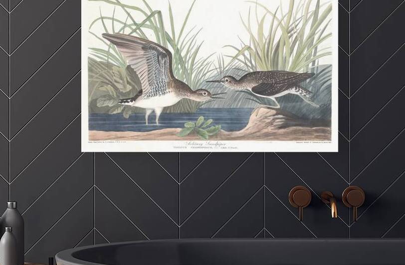 Plate 289 Solitary Sandpiper by History In Your Home