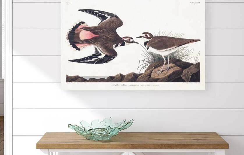 Plate 225 Kildeer Plover Killdeer by History In Your Home