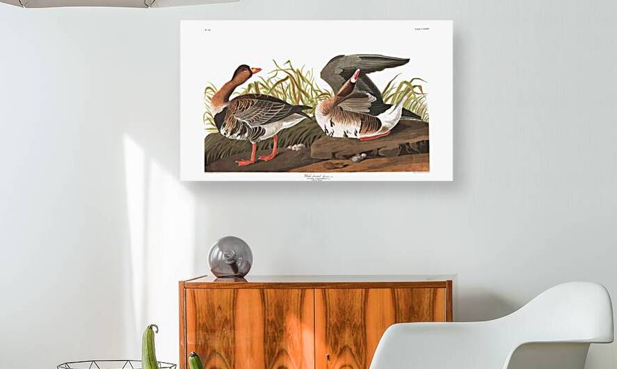 Plate 286 Greater White Fronted Goose by History In Your Home