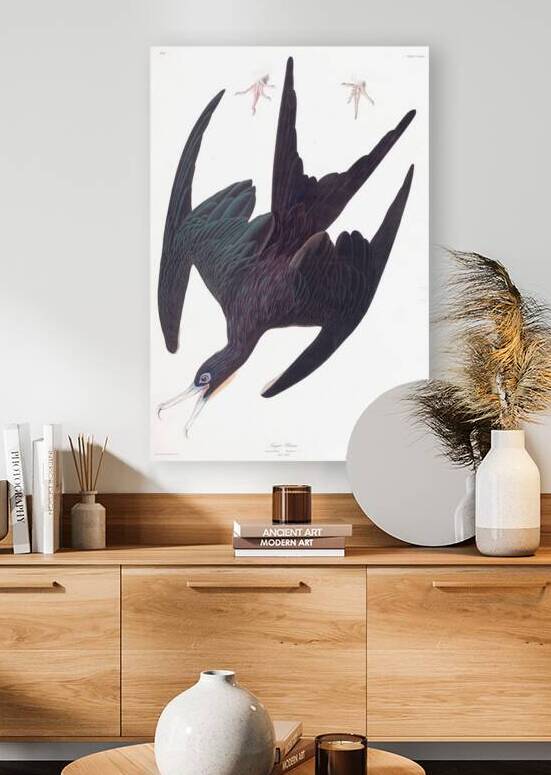 Plate 271 Frigate Pelican Magnificent Frigatebird by History In Your Home