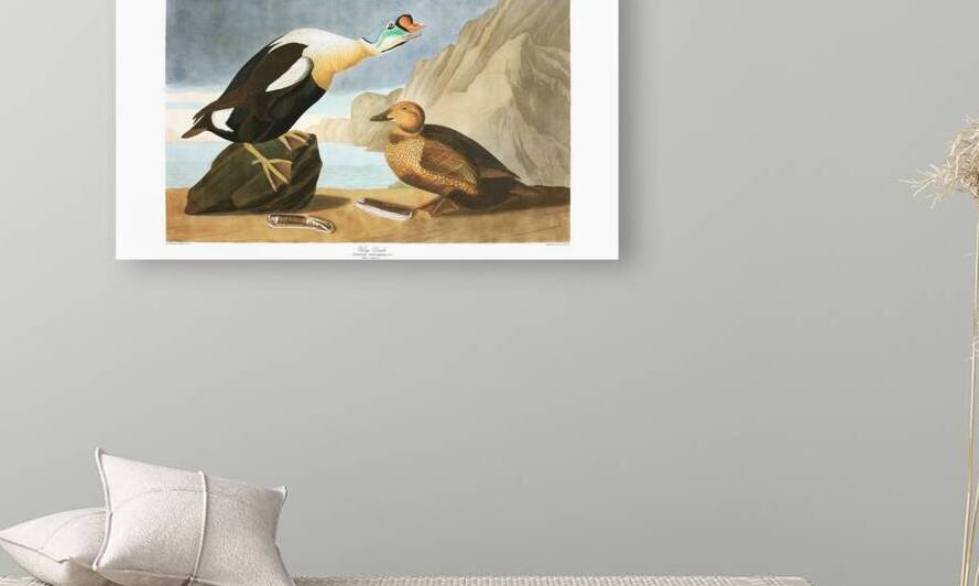Plate 276 King Eider Duck by History In Your Home