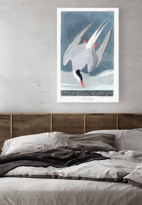 Plate 250 Arctic Tern by History In Your Home