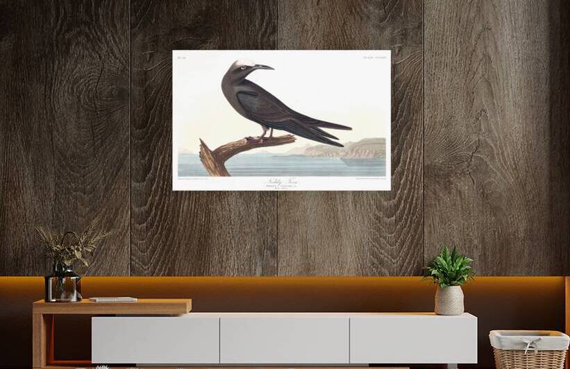 Plate 275 Brown Noddy Tern by History In Your Home