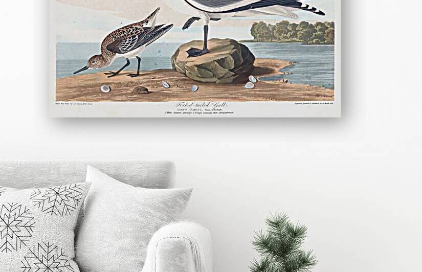 Plate 285 Fork Tailed Gull Sabine Gull by History In Your Home