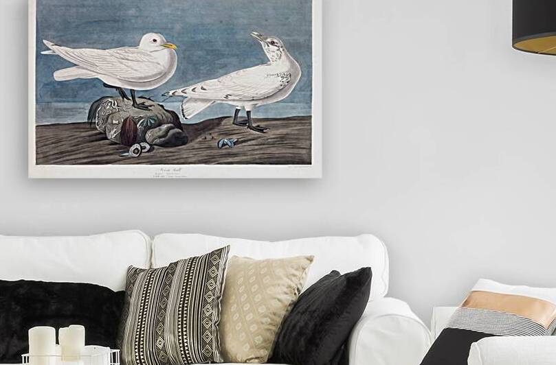 Plate 287 Ivory Gull by History In Your Home