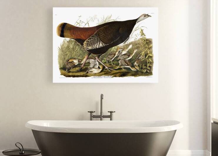 Plate 6 Great American Hen Young Wild Turkey by History In Your Home