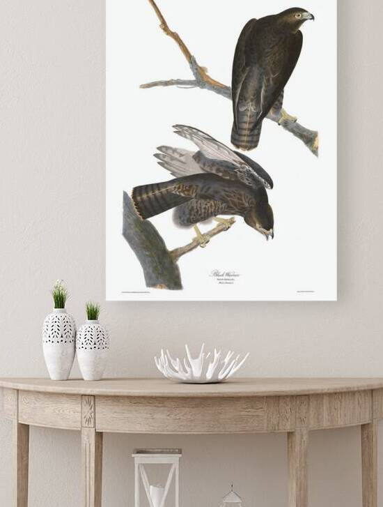 Plate 86 Black Warrior Red Tailed Hawk by History In Your Home